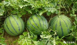 羽路吃瓜,揭秘娱乐圈背后的那些事儿