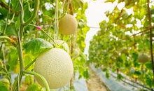 吃梨瓜带发吗,助你轻松养发护发