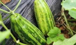 开始吃瓜什么意思,网络热词背后的文化现象