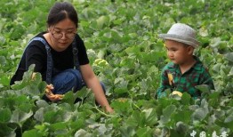 秦安吃瓜校长,揭秘校园里的麻辣烫事件