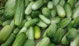 拉脊山吃瓜,一场别开生面的吃瓜之旅