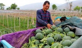 吃瓜群众荣县,吃瓜群众眼中的美食盛宴