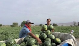 王大炮黄金吃瓜,揭秘娱乐圈幕后风云