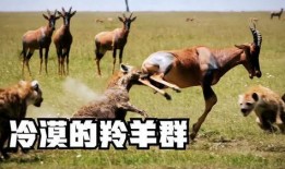 带你吃瓜吃羊的羊,带你领略“吃瓜吃羊”的独特羊文化之旅