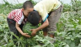 凌源近期吃瓜事件,揭秘背后真相与网络舆论风暴