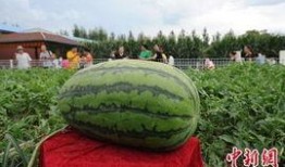 凉山人民吃瓜,瓜果飘香，共享丰收喜悦