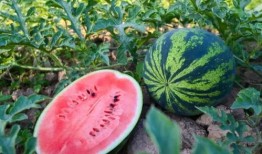 北岸吃瓜,揭秘吃瓜群众的狂欢盛宴