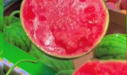 吃瓜嘲笑图片大全