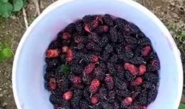 农村吃的桑瓜,农村餐桌上的天然美味与养生佳品