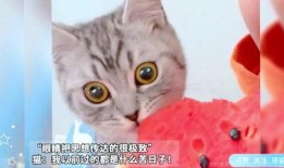 猫咪在线免费吃瓜,在线免费畅享萌宠趣味时光