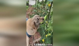 吃瓜小狗拍照视频,小狗拍照视频萌翻网友