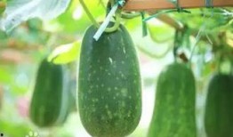 没什么瓜可以吃,揭秘日常琐事背后的趣味