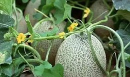 新疆吃哪的瓜,探寻新疆特色瓜果之旅