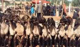 新疆吃瓜群众视频