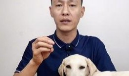 猫可以吃哈密瓜吗,哈密瓜在猫饮食中的适宜性探讨