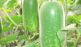 消夏吃瓜好去处,探寻最佳吃瓜胜地