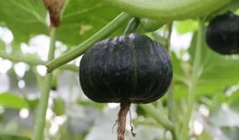 放板栗瓜怎么吃,教你轻松解锁多种食用方法