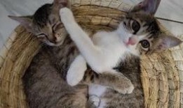 小猫吃小猫瓜,奇遇小猫瓜的秘密