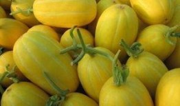 鲜瓜怎么吃最佳效果,解锁最佳口感与营养吸收之道