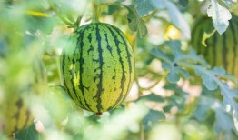 成都吃瓜基地在哪里