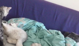 喵喵吃瓜群,揭秘网络社交圈的趣味与争议