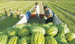 无棣吃瓜大新闻,揭秘当地奇闻轶事