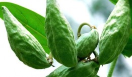 减脂吃牛角瓜,天然低卡美食，轻松打造健康身材