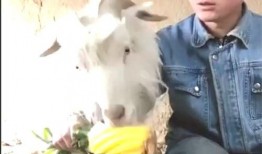 带你吃瓜吃羊的羊,带你领略“吃瓜吃羊”的独特羊文化之旅