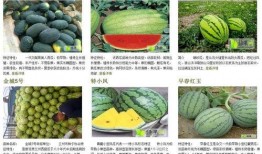 鉴定吃瓜,一场全民参与的鉴定盛宴