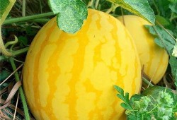 海川吃瓜,揭秘娱乐圈幕后故事