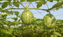 吊瓜心可以吃吗,可食用之谜，揭秘其营养价值与食用方法