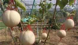 乐娱吃瓜,揭秘娱乐圈那些不为人知的幕后故事