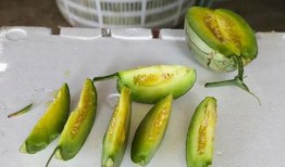 吃小蜜瓜的季节,甜蜜来袭，尽享清凉时光