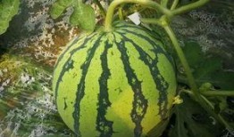 吃大瓜网,吃大瓜网带你领略明星幕后故事