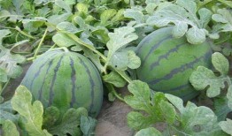 6小时吃瓜,揭秘热门事件背后的真相