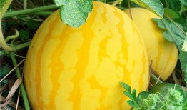 海密瓜怎么吃,解锁夏日清新美味