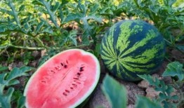 河南吃皮的瓜,探寻吃皮瓜的独特风味