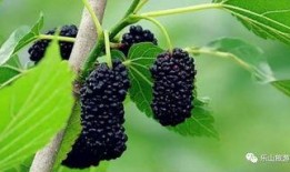 农村吃的桑瓜,农村餐桌上的天然美味与养生佳品