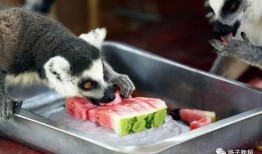 动物吃瓜的视频,动物们的“吃瓜”大作战