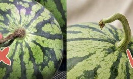 吃瓜密码本,探寻娱乐圈背后的真实故事