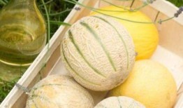 甘肃冬天吃的瓜,甘肃冬季特色瓜果美食之旅