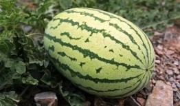 吃二斤瓜,二斤瓜果尽享清凉时光