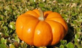 梦见吃瓜然后种瓜