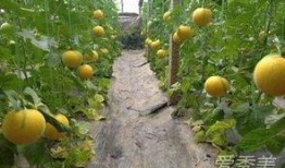 聪慧瓜皮吃瓜,揭秘网络热点的趣味解读