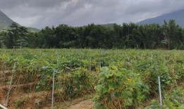 峡谷吃瓜群众中路格挡,吃瓜群众的智慧结晶