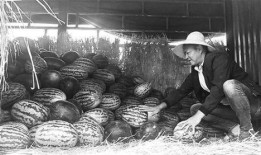 泗洪吃瓜群众事件真相视频,真相与背后故事