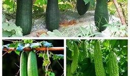 秋季必吃瓜,必吃瓜果盘点