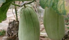 村口翠花吃脆瓜