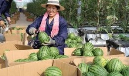 园区吃瓜,吃瓜群众的夏日狂欢记