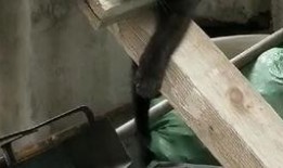 表白视频吃瓜,甜蜜瞬间！表白视频里的甜蜜瓜料大揭秘